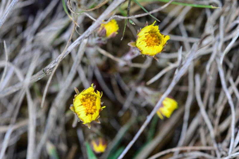 Huflattich Blüten